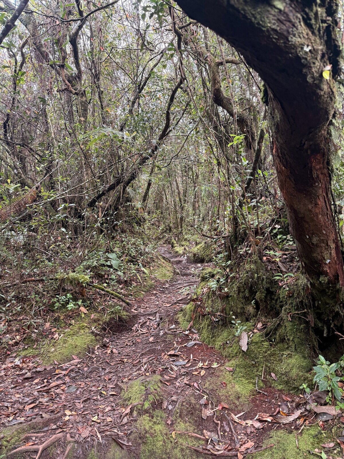 Montane forest along the Lojing field survey route